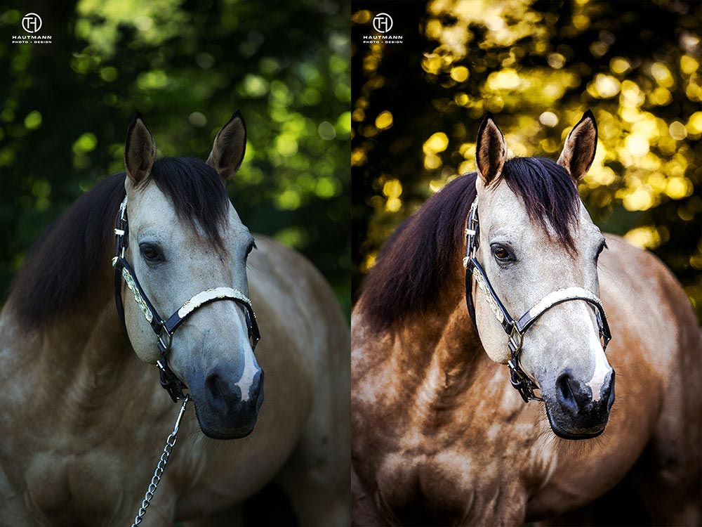 Pferdefotografie Bildberbeitung