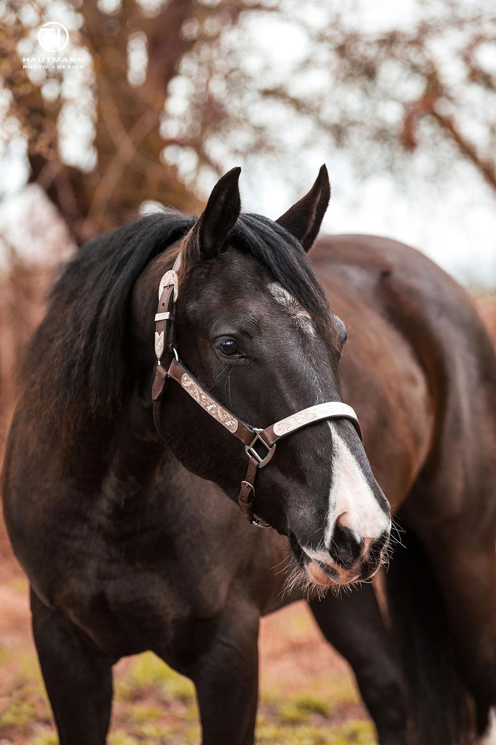 Portrait schwarzes Quarter Horse