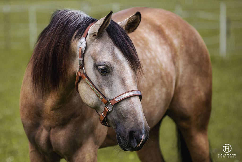 Portrait Quarter Horse Stute
