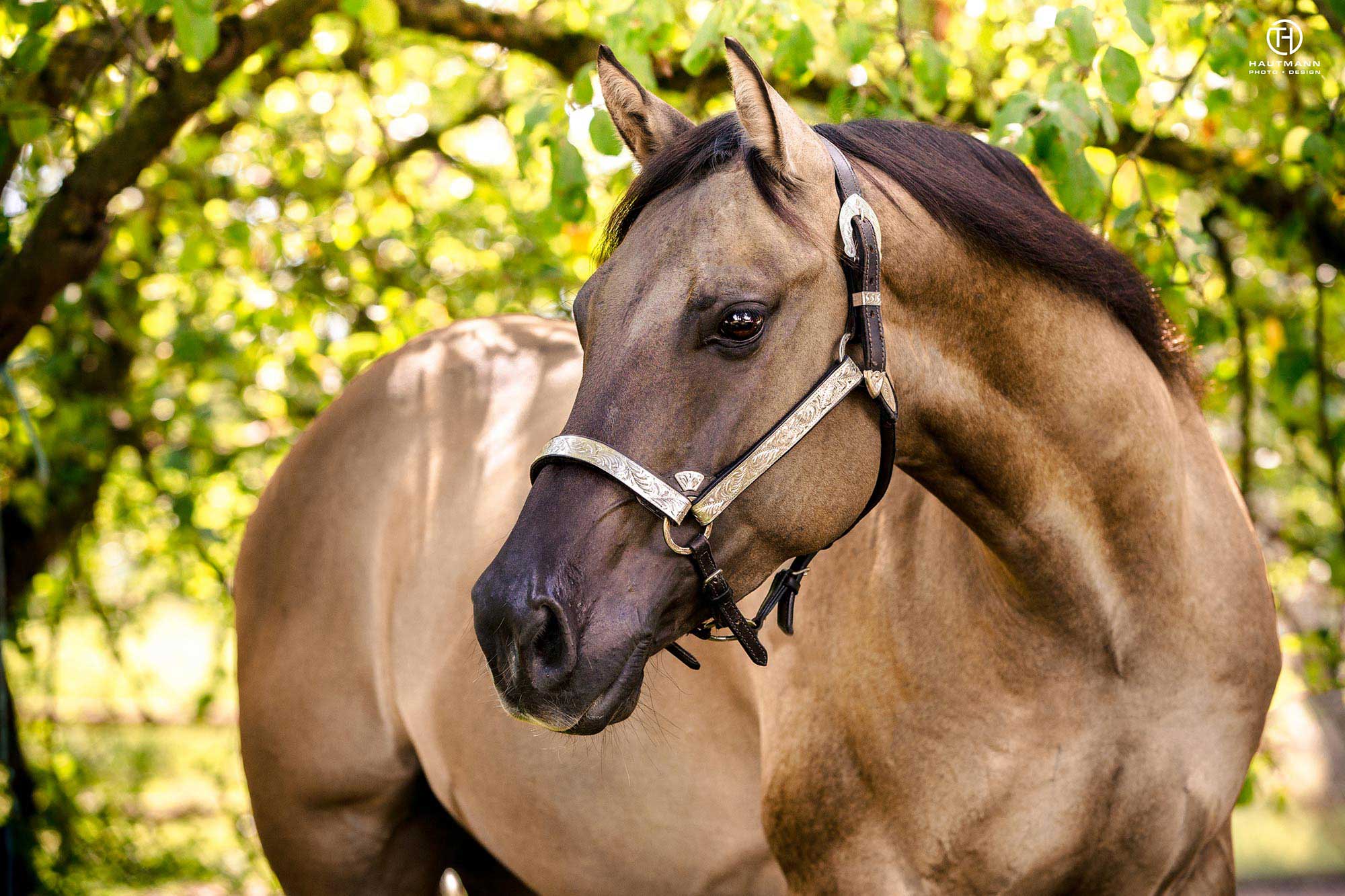 American Quarter Horse