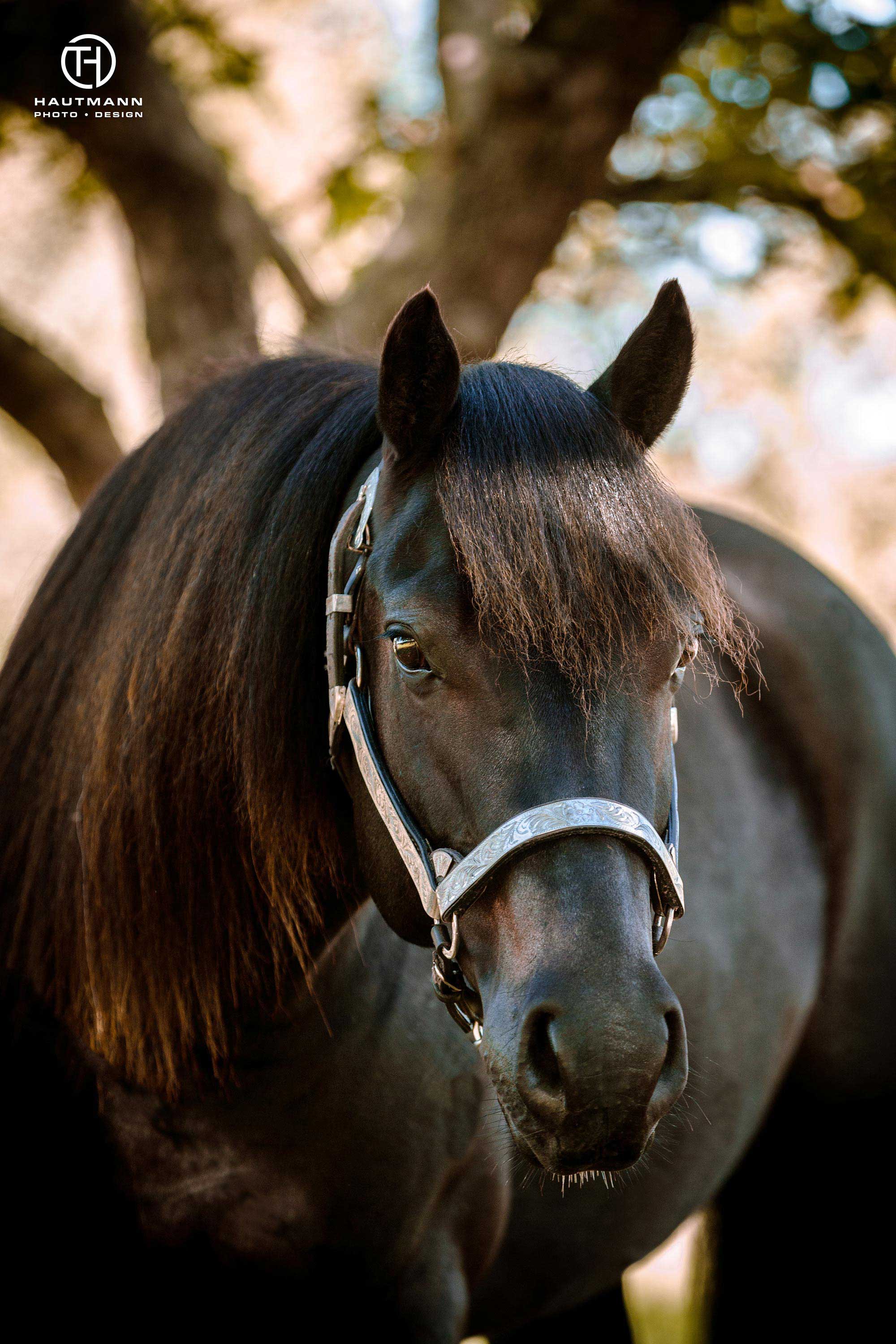 Paint Horse Stute schwarz