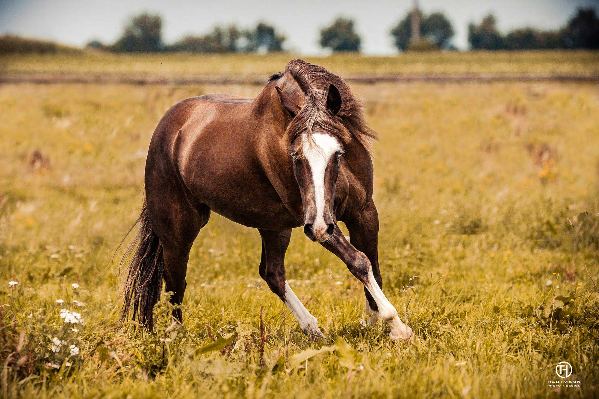Koppelfoto Quarter Horse